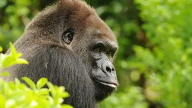A close-up of a gorilla surrounded by lush green foliage, looking over its shoulder with a calm expression at Disney World.