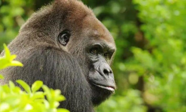 A close-up of a gorilla surrounded by lush green foliage, looking over its shoulder with a calm expression at Disney World.