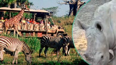 Left: guests riding kilimanjaro safaris Right: A rhino up-close