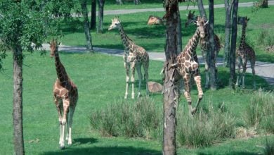 Giraffes roam the lush savanna exhibit at Disney's Animal Kingdom Lodge.