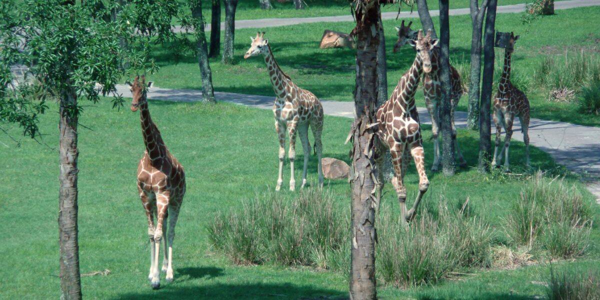 Giraffes roam the lush savanna exhibit at Disney's Animal Kingdom Lodge.