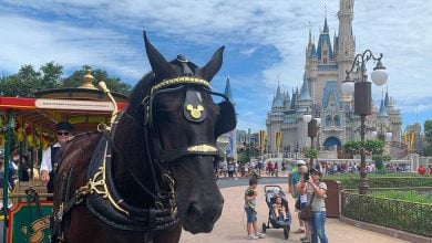 A trolley horse in front of Cinderella Castle at Magic Kingdom.