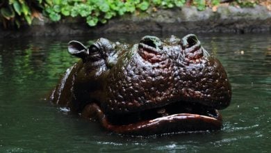 A hippo animatronic on the Jungle Cruise at Disneyland.