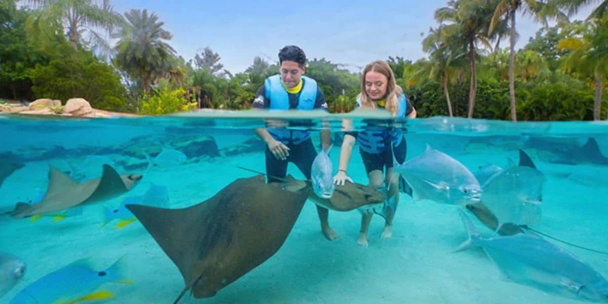 Guests in life vests interact with stingrays and tropical fish in Discovery Cove’s crystal-clear lagoon, surrounded by palm trees.