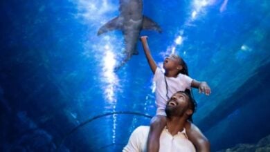At SeaWorld San Diego, a dad hoists his child on his shoulders as they marvel at a shark gliding above in the aquarium tunnel.