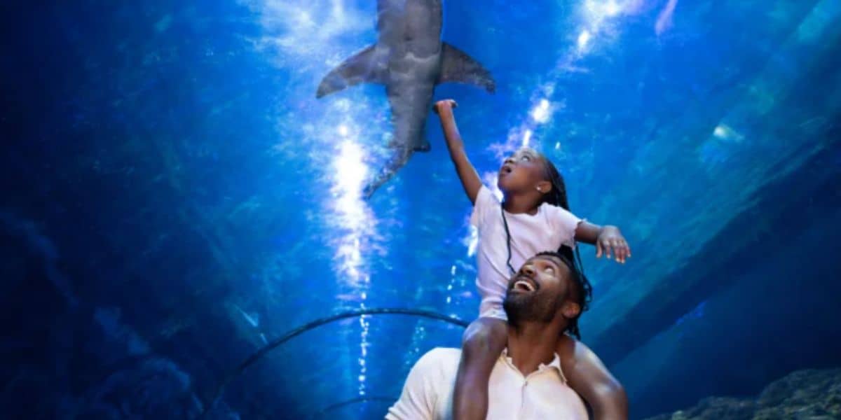 At SeaWorld San Diego, a dad hoists his child on his shoulders as they marvel at a shark gliding above in the aquarium tunnel.