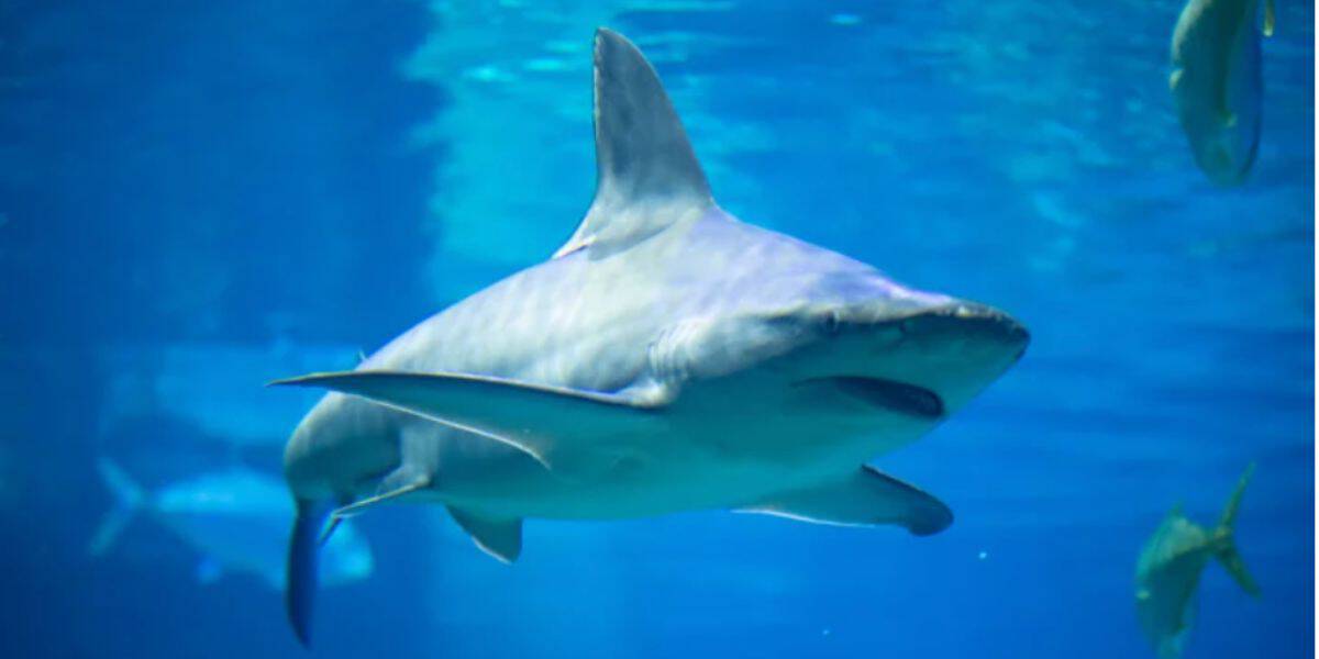 A shark glides through blue waters alongside colorful fish at SeaWorld Southern California, welcoming guests for the May opening.