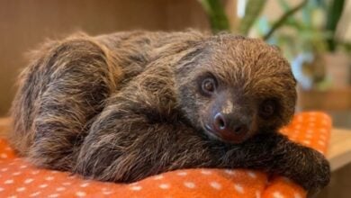 A sloth lounges on an orange polka dot blanket, gazing calmly at the camera—blissfully oblivious to Orlando’s doomed park drama.