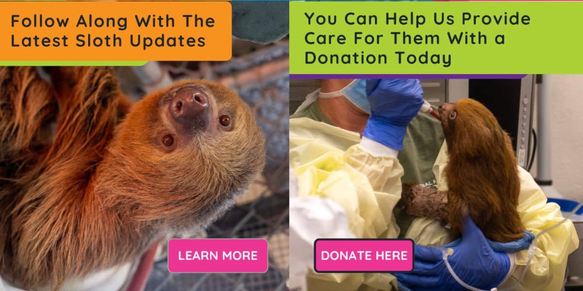 Split image: A curious sloth gazes upward; a zookeeper cares for a baby sloth. Message invites fans to support Sloth World Orlando and Central Florida Zoo.