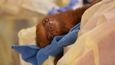 At Sloth World Orlando, a playful brown sloth lounges on vibrant blankets, gazing up at guests with wide, curious eyes.