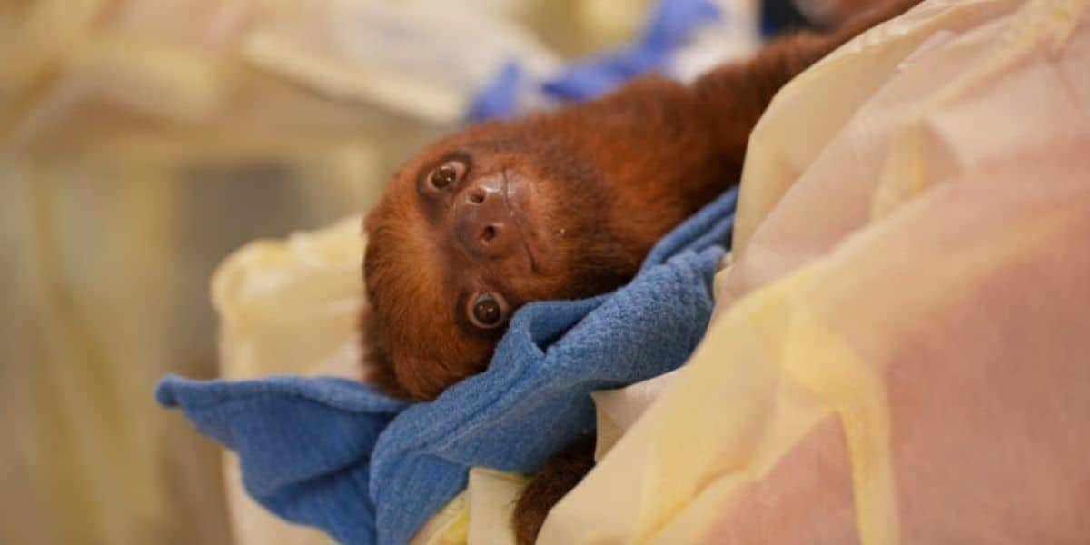 At Sloth World Orlando, a playful brown sloth lounges on vibrant blankets, gazing up at guests with wide, curious eyes.