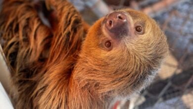 Sid the Sloth gazes upward while hanging from his branch inside his exhibit at Sloth World Orlando.