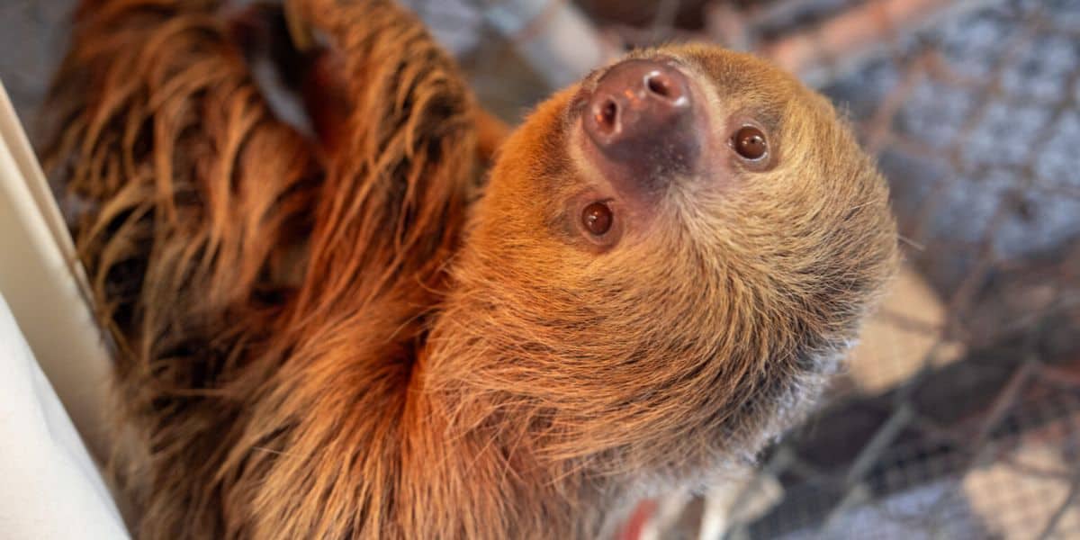 Sid the Sloth gazes upward while hanging from his branch inside his exhibit at Sloth World Orlando.