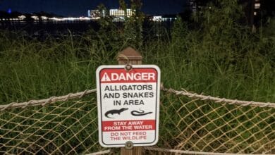 Warning sign at Disney World lakeside warns guests: "Danger! Alligators and snakes. Stay away from water. Don’t feed wildlife.