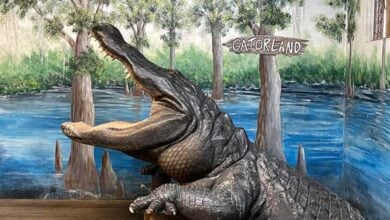 Gatorland’s iconic open-jawed alligator statue welcomes guests in front of the vibrant Gatorland swamp mural.