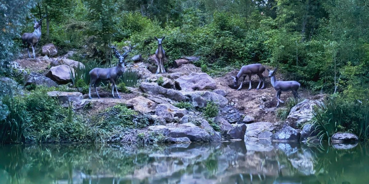 Six deer gather on the bank of the Rivers of the Far West