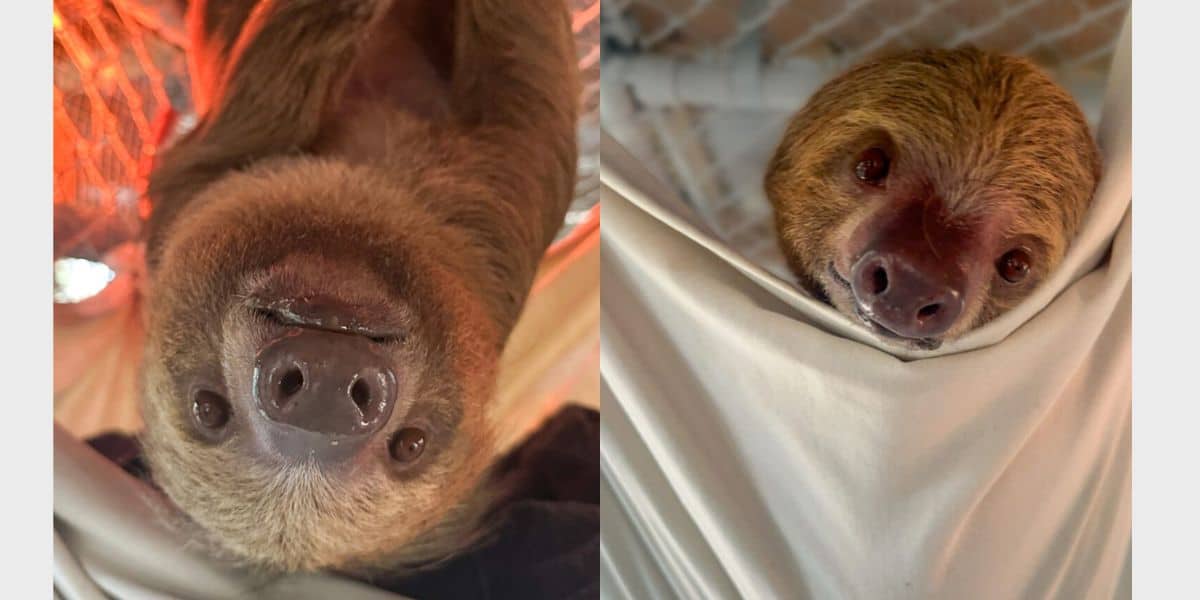 Two adorable sloths at Orlando’s Wild Florida: one hangs upside down, the other peeks from a hammock—perfect for animal lovers!.