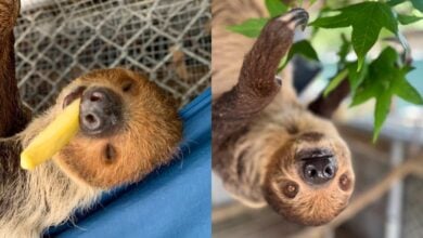 A playful sloth snacks on a fry and dangles from leafy branches, just like the ones youโll meet at Central Florida Zooโs Sloth Rescue.