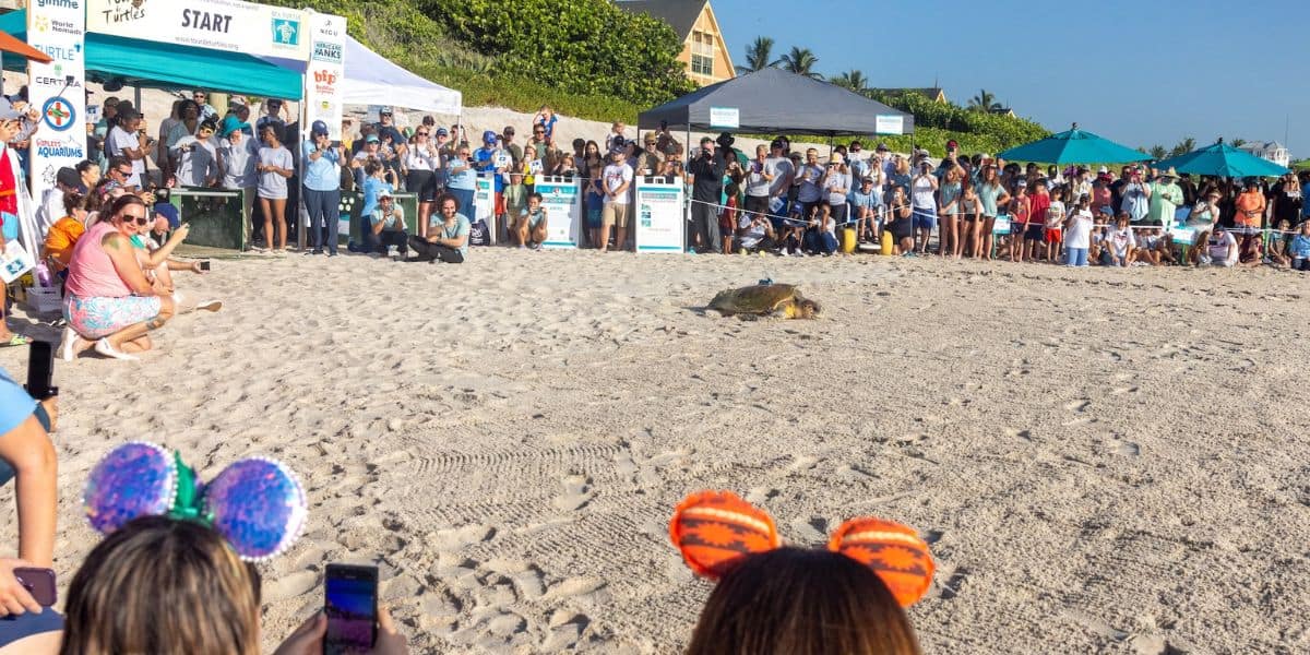 A sea turtle makes its way across the sandy shore toward the ocean as excited guests at a bustling Summer Race event cheer and snap photos, capturing the vibrant atmosphere reminiscent of a live Moana adventure at a Disney park.