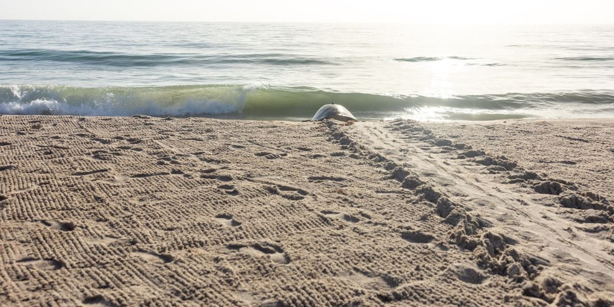 A sea turtle makes its way toward the waves, leaving a trail across the sandy beach as morning light glows—an enchanting moment that captures the magic and adventure fans love from Disney’s Moana.