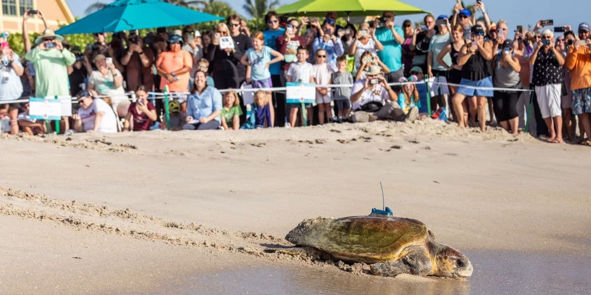 A tagged sea turtle makes its way to the waves at a lively, sun-drenched beach as enthusiastic park guests line the shore, snapping photos and cheering in an experience that channels Moana’s adventurous spirit—an unforgettable, interactive ocean sendoff straight out of a live Disney Parks summer event.