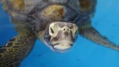 A sea turtle, just like those rescued and released by SeaWorld Orlando, glides gracefully through crystal-clear blue water with its flippers outstretched and head above the surface, inviting guests to experience the magic of marine animal care up close.
