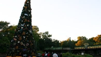 A Christmas tree at the entrance to Disney's Animal Kingdom Theme Park