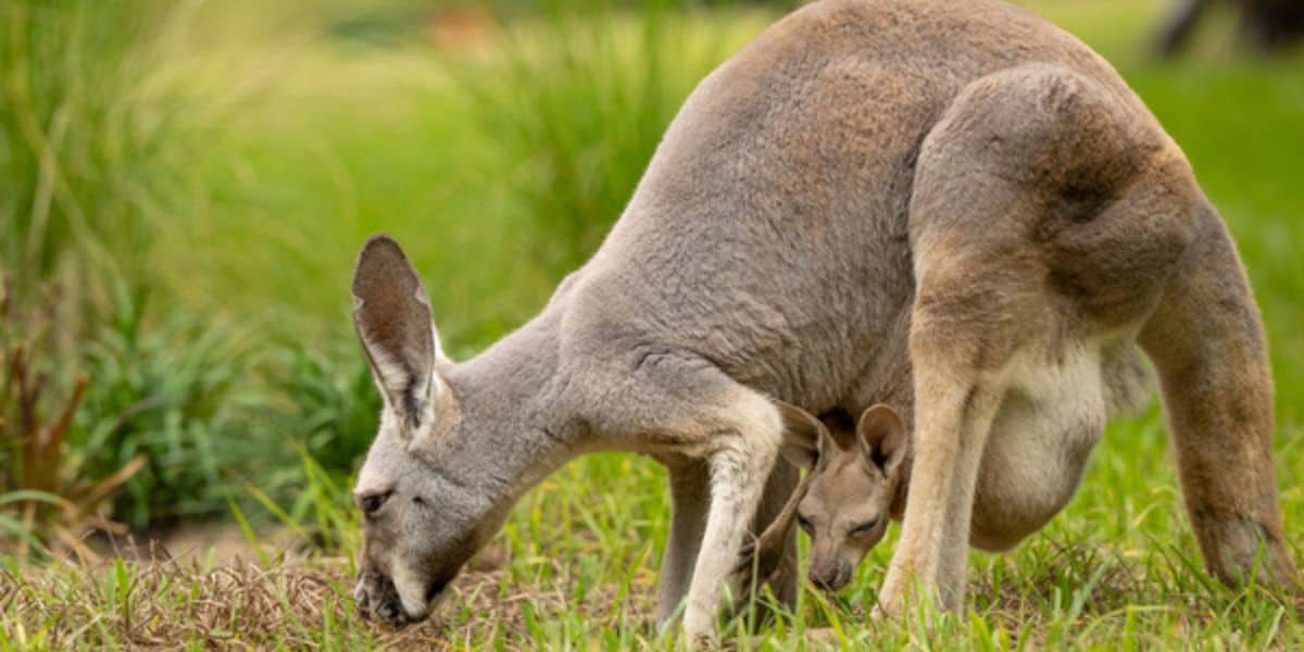 A kangaroo and joey grazing at Disney’s Animal Kingdom.