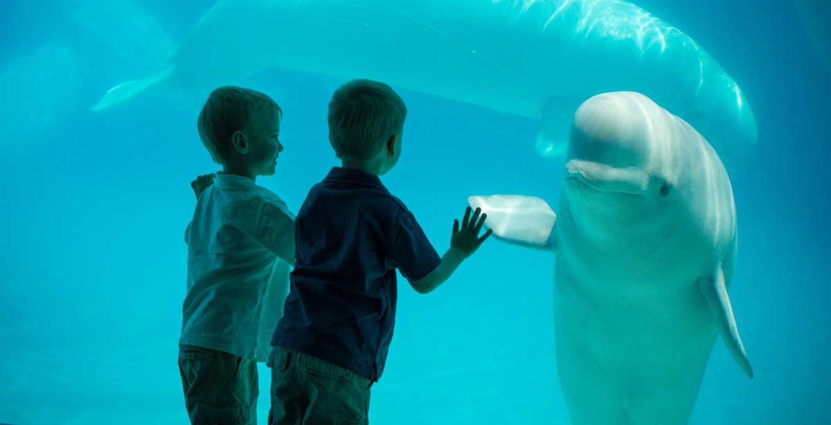Two children gaze at a beluga whale at Marineland.