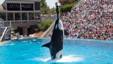 A trainer performing with an orca at SeaWorld San Diego.