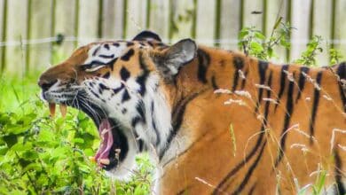 Tiger yawning at Yorkshire Wildlife Park.