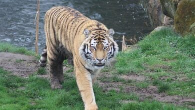 A tiger on the prowl in the tiger habitat.